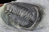 Cornuproetus Trilobite - Fine Preparation #105153-5